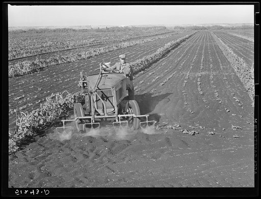 Motor-driven sprayer machine used on large farms to feed beans through leaves and kill white fly. Around Lake Okeechobee, Florida