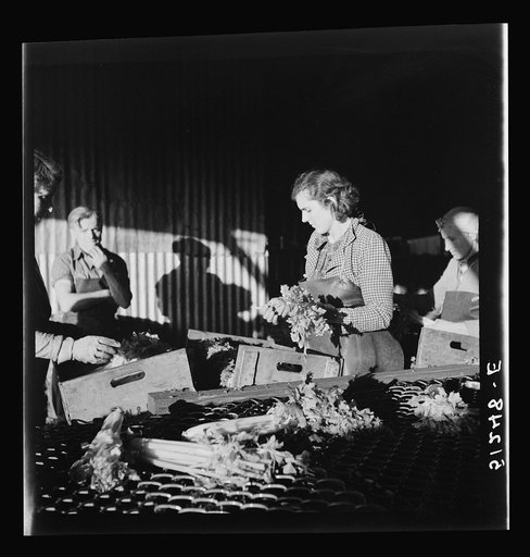 Migrant laborer packing celery in packing house. Belle Glade, Florida