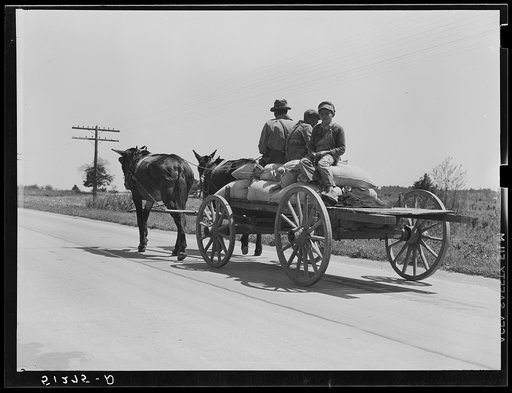 Colored tenant farmer taking home bags of fertilizer. Greene County, Georgia