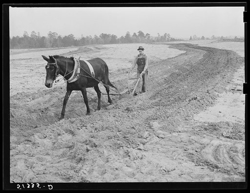 Terracing land. Coffee County, Alabama