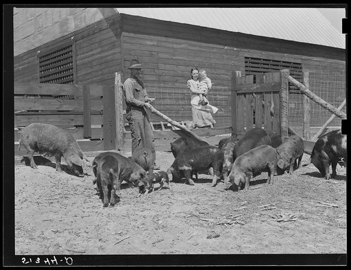 Mr. and Mrs. George Johnson and their hogs. Tenant purchase clients. Pike County, Alabama