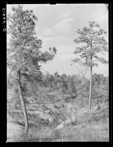 Gullied land and pine trees near Atlanta, Georgia