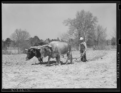 Mr. L.L. LeCompt and his oxen. He plows three oxen, prefers them to other workstock because they use less corn. He owns eighty acres and cultivates thirty-nine. Coffee County, Alabama