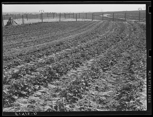 A better garden of project family. Coffee County, Alabama