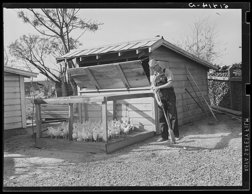 Chickens of projects family. Coffee County, Alabama