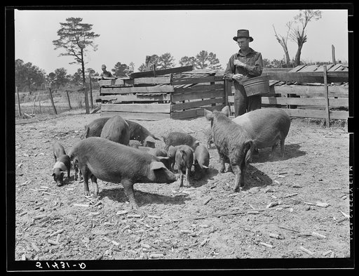 Mr. E.H. Wise (RR--Rural Rehabilitation) with his hogs. Coffee County, Alabama