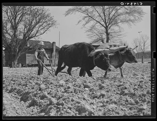 Mr. L.L. Lecompt and his oxen. He plows three oxen, prefers them to other work stock because they use less corn. He owns eighty acres and cultivates thirty-nine. Coffee County, Alabama