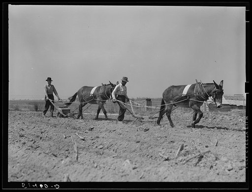 Mr. Watkins (project family) planting peanuts. Coffee County, Alabama