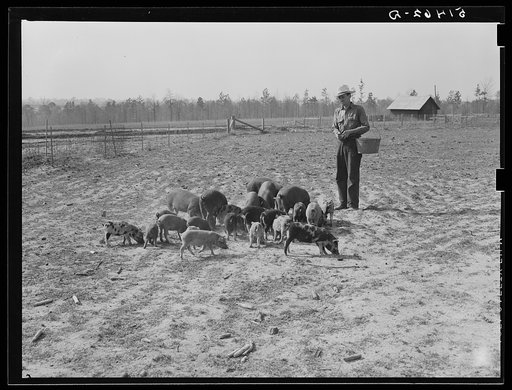 Mr. Jones (project family) and his hogs. Coffee County, Alabama