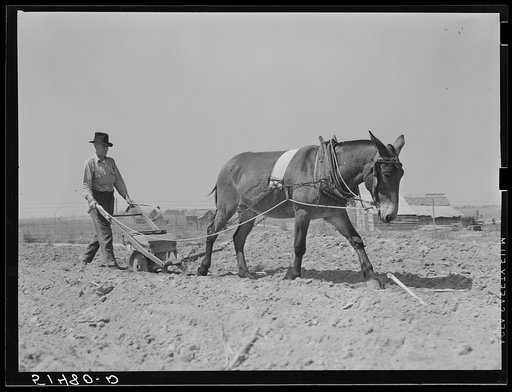 Mr. Watkins planting peanuts. Coffee County, Alabama
