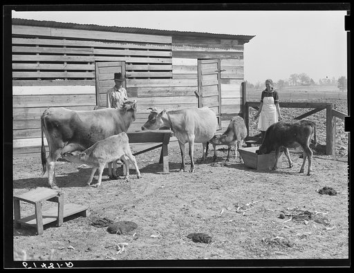 Mr. and Mrs. Watkins with some of their fine livestock. Coffee County, Alabama