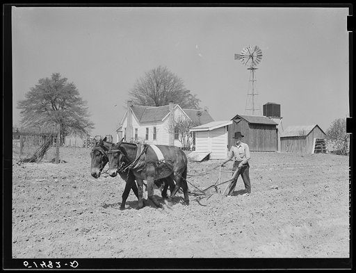 Mr. Watkins plowing. Coffee County, Alabama