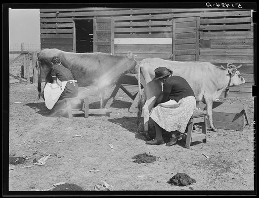 Mrs. Watkins milking cows. They sell from eight to ten pounds of butter each week. Coffee County, Alabama