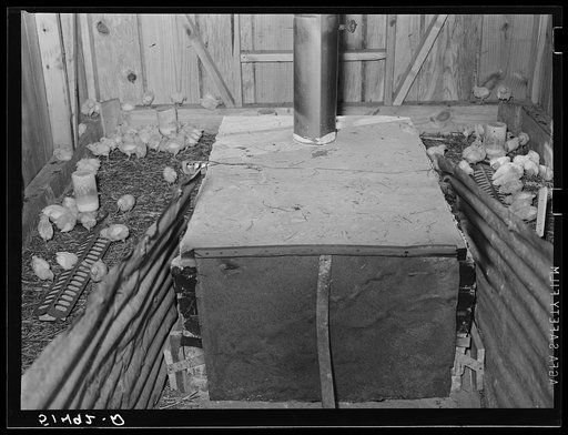 Chick brooder of project family Jones. Coffee County, Alabama