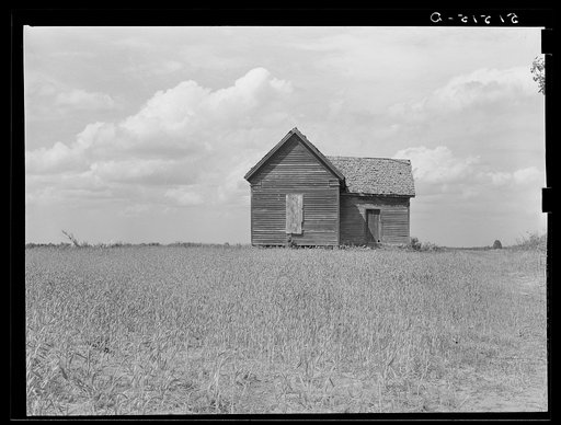 Old deserted shack, tenant house, in grain field. Greene County, Georgia