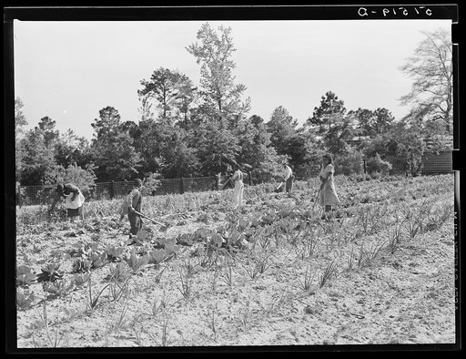 Mark and Angelina Parker and their family working in their home garden.  Gee's Bend, Alabama