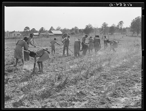 School garden. Gee's Bend, Alabama