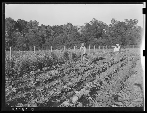 Mr. John Thomas and his daughter Louise working in their home vegetable garden. Flint River Farms, Georgia