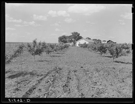 Otis Brock's home and peach orchard, one of his money crops. He grows peaches, peanuts, asparagus, cotton and hogs for sale. Flint River Farms, Georgia