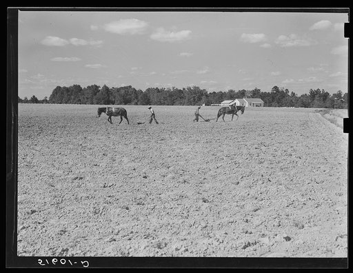 Untitled photo, possibly related to: Two of Andrew Whittaker's sons plowing cotton. Their house in background. Flint River Farms, Georgia