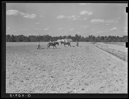 Two of Andrew Whittaker's sons plowing cotton. Their house in background. Flint River Farms, Georgia