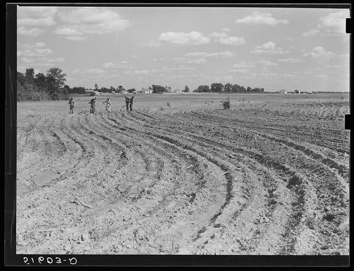 Lawrence Rodgers and his boys chopping cotton, with houses in background. Flint River Farms, Georgia