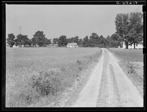 Untitled photo, possibly related to: Old house and new one, with cotton coming up in foreground. Flint River Farms, Georgia