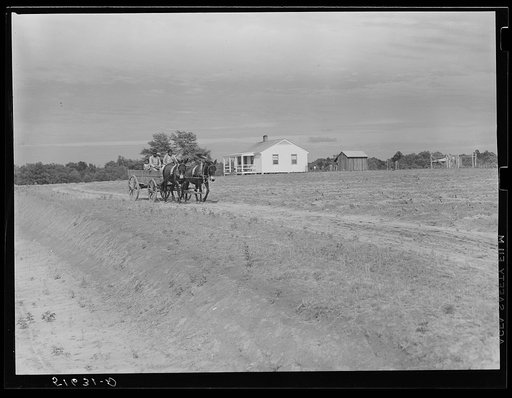 Ben Turner and family coming down driveway from his home in his wagon with his two mules. Flint River Farms, Georgia