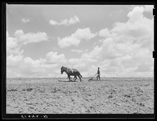 Jesse Stubs plowing, preparing soil to plant corn on newly-terraced land. Flint River Farms, Georgia