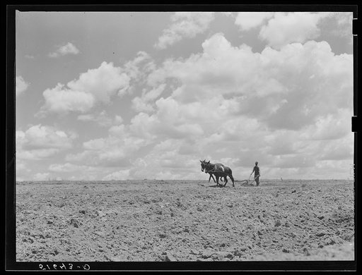 Untitled photo, possibly related to: Jesse Stubs plowing, preparing soil to plant corn on newly-terraced land. Flint River Farms, Georgia