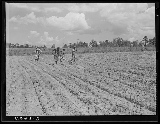 Untitled photo, possibly related to: Fanny Lowe's family chopping cotton on Flint River Farms, Georgia