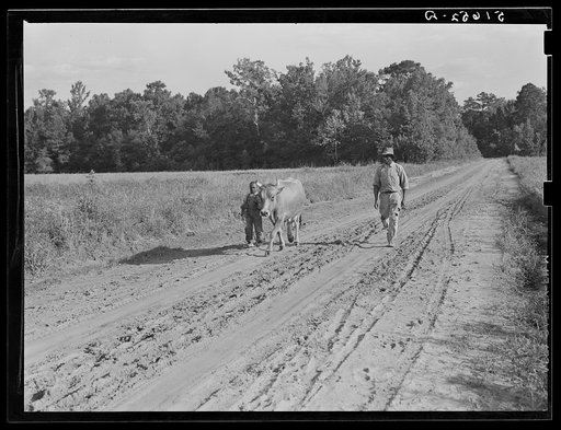 Manuel McLandon and his son bring his milk cow home from the pasture. Every family in Flint River has one or more. Flint River Farms, Georgia