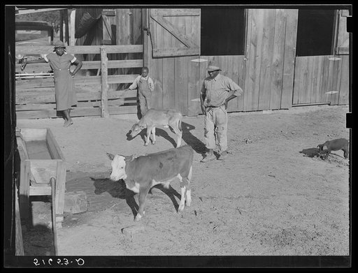 Manuel McLandon, his son, and wife and their two calves. The white-face one is Hereford and will be canned in the fall for home use. The other grade calf will be sold for cash in the fall. Flint River Farms, Georgia