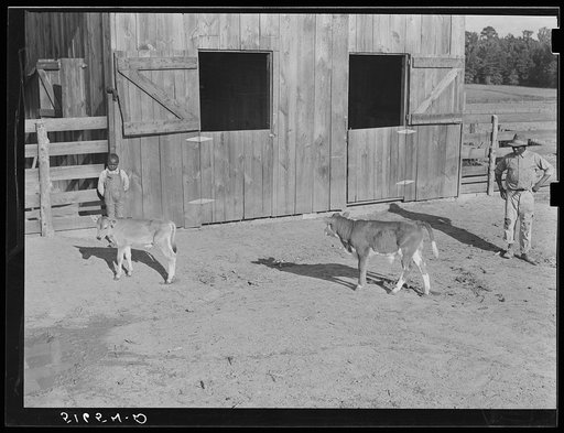 Untitled photo, possibly related to: Manuel McLandon, his son, and wife and their two calves. The white-face one is Hereford and will be canned in the fall for home use. The other grade calf will be sold for cash in the fall. Flint River Farms, Georgia
