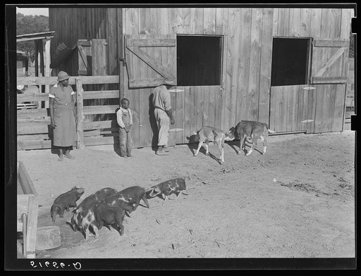 Manuel McLandon, his wife and son, and some of their livestock, both for home use and cash sales. Flint River Farms, Georgia