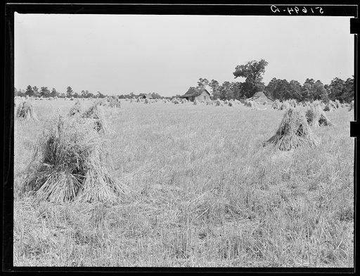 Typical southeastern Georgia farm with recently-cut oats