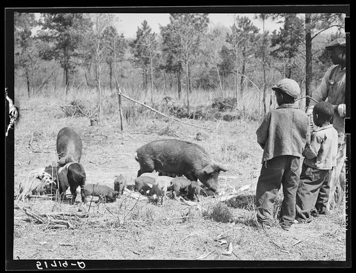 Two of Charlie McGuire's sons (tenant purchase borrower) feeding some of their hogs. Pike County, Alabama