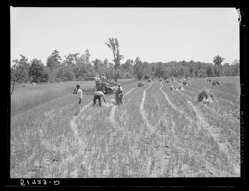 Untitled photo, possibly related to: Lonny Smith harvesting his oats with binder belonging to Will Miller, also a project family. A.M. Fields, the farm supervisor, is helping and directing the work. Flint River Farms, Georgia