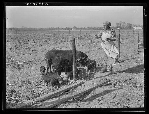 Mrs. Brown's sows and pigs. Prairie Farms, Alabama