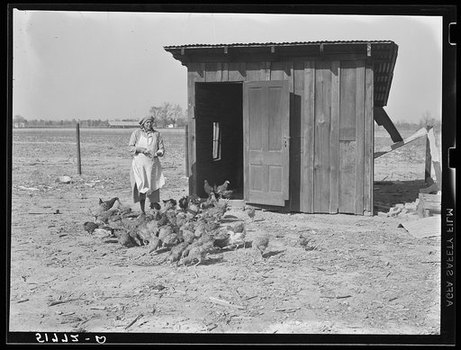 Mrs. Brown's poultry house and some of their chickens. Prairie Farms, Alabama