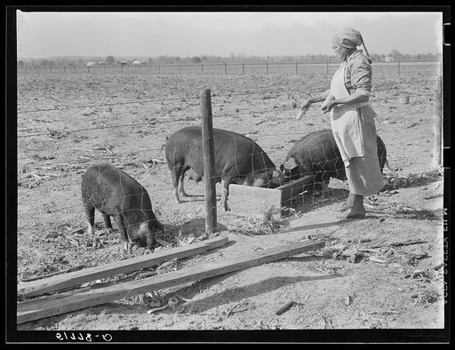 Mrs. Brown giving corn to some of her sows. Prairie Farms, Alabama