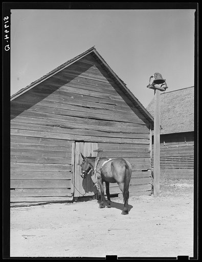Mule and dinner bell beside barn near Iron City, Alabama