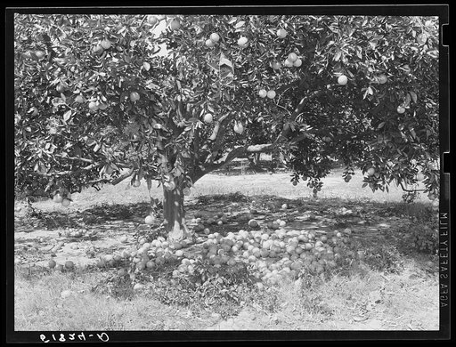 Heavy yield of grapefruit with excess fruit on ground. Near Lakeland, Florida