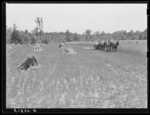 Harvesting Lonner Smith's oats with Will Miller's binder. Farm supervisor A.M. Fields is directing the work. Flint River Farms, Georgia