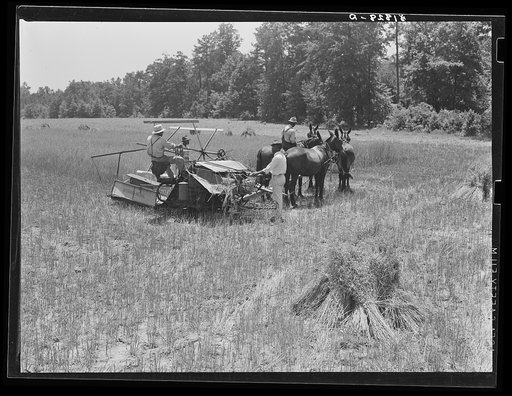 Untitled photo, possibly related to: Harvesting Lonner Smith's oats with Will Miller's binder. Farm supervisor A.M. Fields is directing the work. Flint River Farms, Georgia