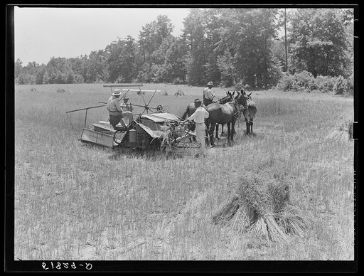 Harvesting Lonner Smith's oats with Will Miller's binder. Farm supervisor A.M. Fields is directing the work. Flint River Farms, Georgia