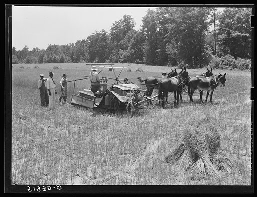 Untitled photo, possibly related to: Harvesting Lonner Smith's oats with Will Miller's binder. Farm supervisor A.M. Fields is directing the work. Flint River Farms, Georgia