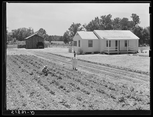 Tim Forehand's wife Minnie scratching Irish potatoes out of their garden patch. Flint River Farms