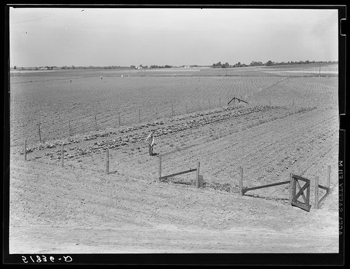 Odice Brock working in his garden. Flint River Farms, Georgia, near Montezuma
