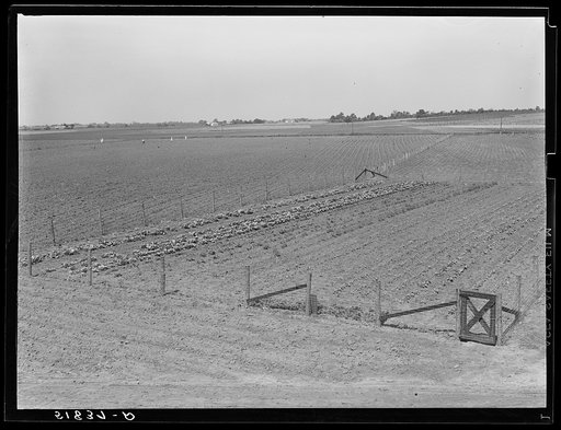 Untitled photo, possibly related to: Odice Brock working in his garden. Flint River Farms, Georgia, near Montezuma